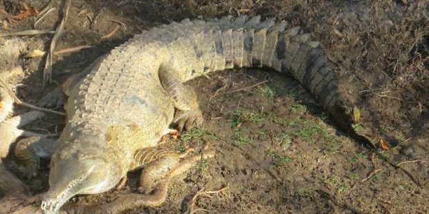 Mr Croc sunning himself