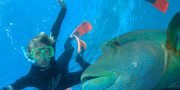 Zach Buckley, 12, snorkelling in the Great Barrier Reef with a giant humphead wrasse fish