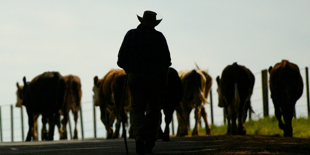 OPINION: David Clark writes "I am proud to be a farmer, doing what's right, we are not in the '80s, please don't let us go back." File Photo / Amos Chapple