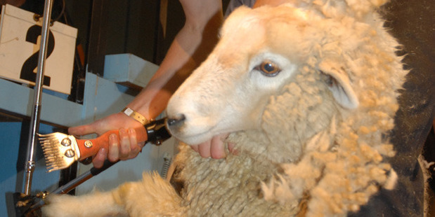 New Zealand Shearing Foundation Chairman Tom Wilson was delighted with today's double announcement. Photo / File