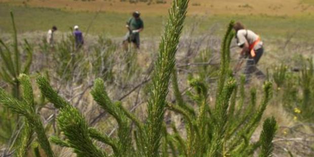 Work on wilding tree removal is taking place throughout the high country. Photo: Fraser Crichton.