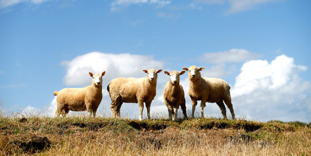 John Ford says he keeps his sheep on higher ground to prevent soil erosion. Photo / File