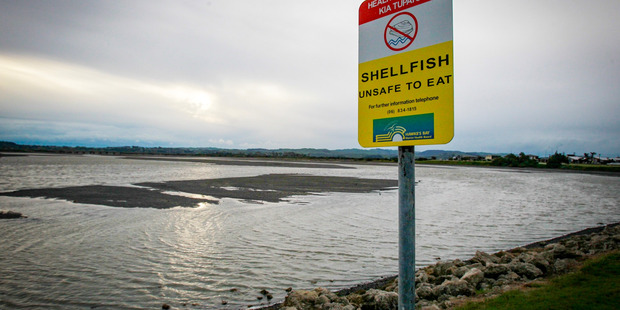 The Napier Marina in Ahuriri is at the centre of some cases of the typhoid-like fever. Photo / File