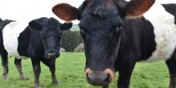 The beef sector is concerned with tariffs and strength of the New Zealand dollar. Photo: Gregor Richardson