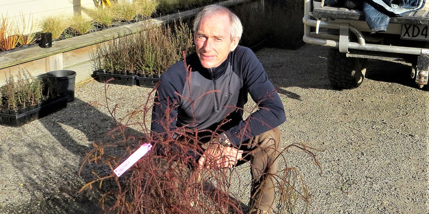 Council biodiversity programme manager Rob Cross with a tray of rimu seedlings for restoration planting.