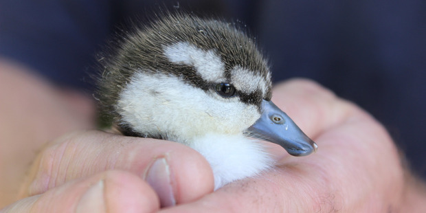 A blue duckling born at Nga Manu Nature Reserve.