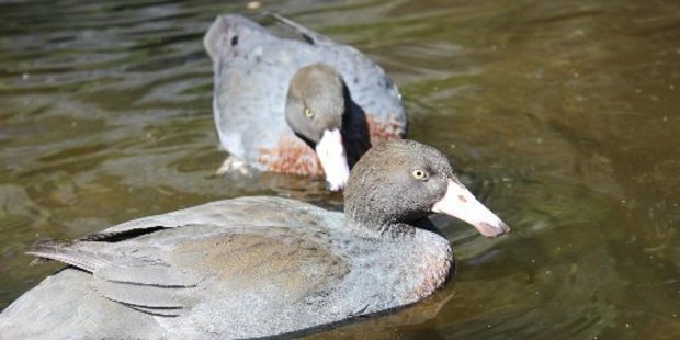 A pair of blue ducks at Nga Manu Nature Reserve.