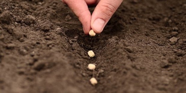 Farmers are planning for planting.