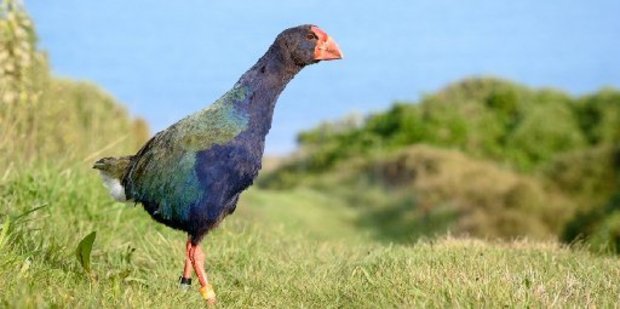 One of the 36 takahe successfully raised on Mana Island over the last 10 years.
