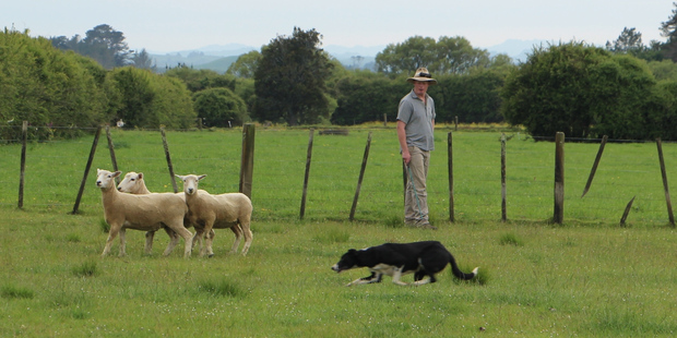 Josh Gordon with Dolly entered in the novice category of the dog trials. Josh says this is the first year he has entered any competitions, after encouragement from his neighbour.