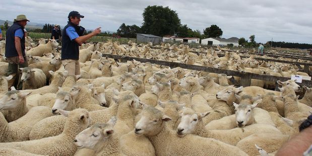 Meat was New Zealand's second biggest merchandise export sector, worth $5.9 billion, in 2016. Picture / Christine McKay