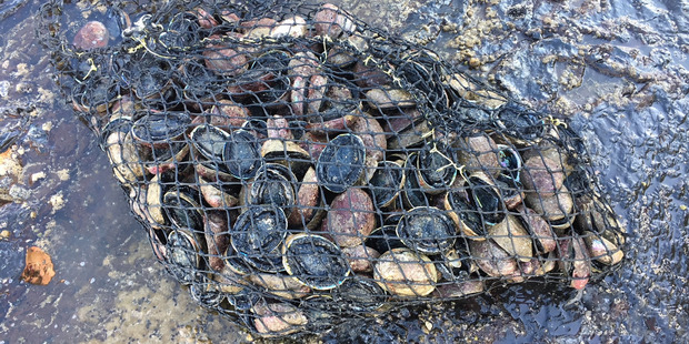 The 350-odd paua that were seized and returned to the water at Tauroa Point on Tuesday. Photo / MPI