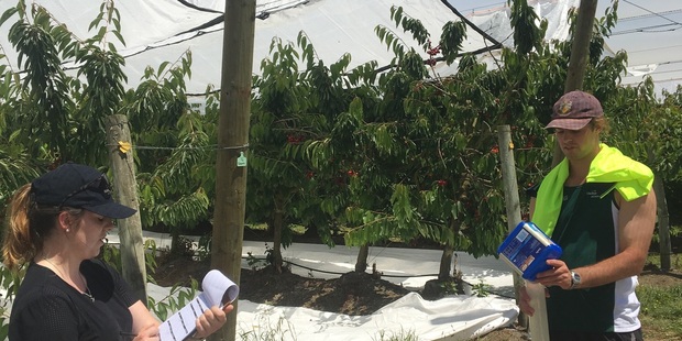 Students working for HBRC check the efficiency of an irrigation system at a Heretaunga Plains cherry orchard. Photo / Supplied