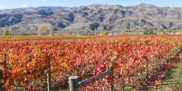 Increasingly warmer temperatures are likely to see new varieties of grapes such as syrah and merlot grown in Central Otago vineyards by the end of the century. Photo: SRL Archives