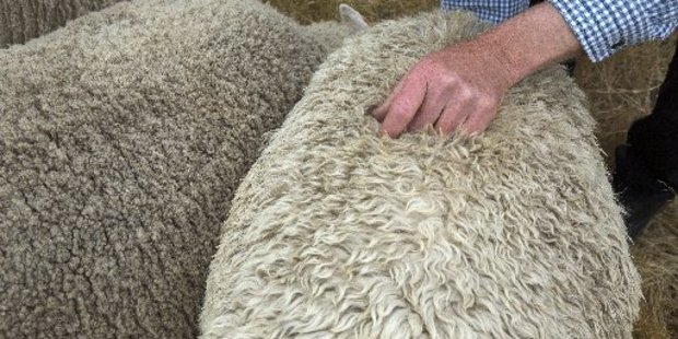 Buyers were fairly selective when it came to choosing their wool at the latest sales.