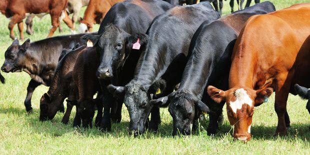 The Herald understands four farmers have died suddenly in the past few weeks. Photo / 123rf