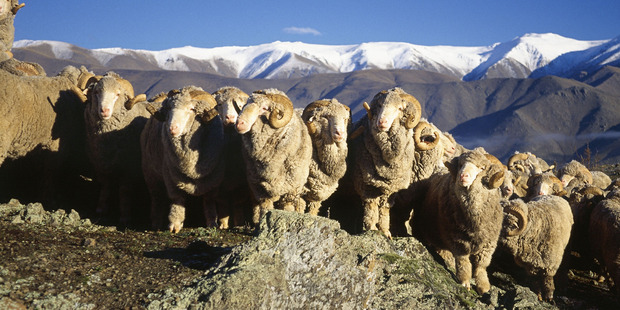 Major restructuring hurt The Merino Company, who posted a $6.6 million loss. Photo / NZ Merino Company