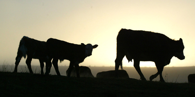 The latest from the Northland sales. File Photo / Michael Cunningham