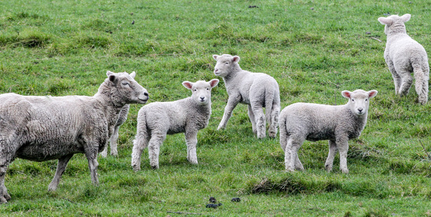 It was estimated 436,000 more lambs were tailed this spring, up 1.9 per cent on 2016. Photo / File