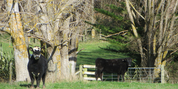 Cattle are part of the diversity on lifestyle block. Photo / Dave Murdoch