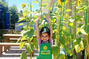 Fairfield Kindergarten won the Best Photo award with this entry of 4-year-old Maia reaching for her sunflowers. Photo / Supplied