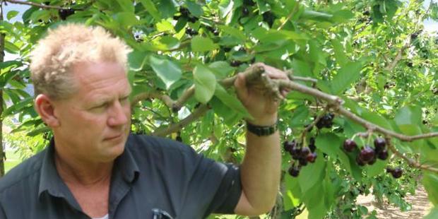 Jackson Orchards manager Mark Jackson inspects a cherry tree to see if the fruit is ready to pick and eat. Photo /Tom Kitchin