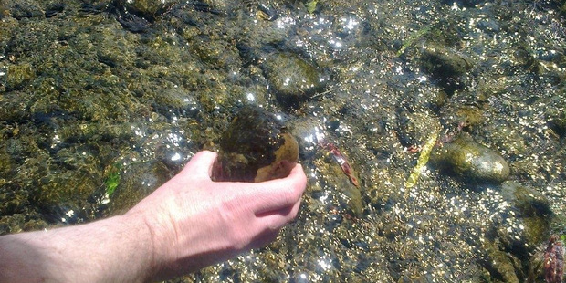 Cyanobacteria can turn lakes green but in rivers it usually occurs as dark brown mats attached to rocks or on the surface in shallow, slow-flowing water.