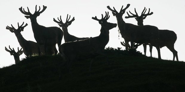 A seminar on stag health next week in Fordell is part of the Passion2Profit programme. Photo / Mark Mitchell