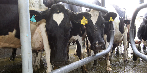 Fonterra Cooperative Group expects to collect 4 per cent less milk from its NZ suppliers. Photo / File