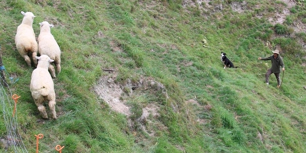 YOU TAKE THE HIGH ROAD: Pete London (above) and Stomp ease three lambs into the hook at Mangamahu.
