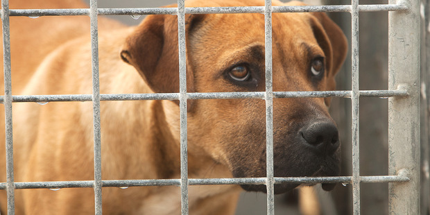 A dog awaits its fate in a council pound.