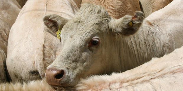 Steers are selling well at Stortford Lodge.