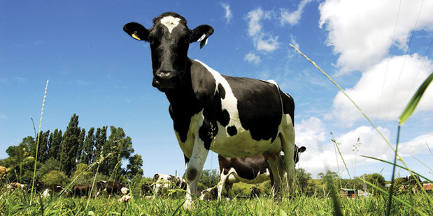 It was expected a decision on eradication of M. bovis would be made in late March to early April. Photo / File