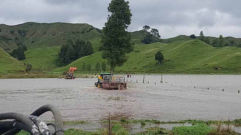 The daring rescue in progress. Photo / Mike Tahu