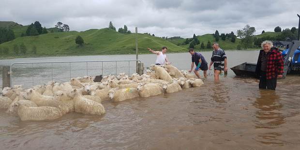 Neighbours pitch in to help save the lambs. Photo / Mike Tahu