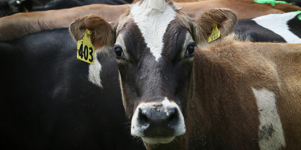 The GDT price index retreated 0.6 percent from the previous auction. Photo/File.