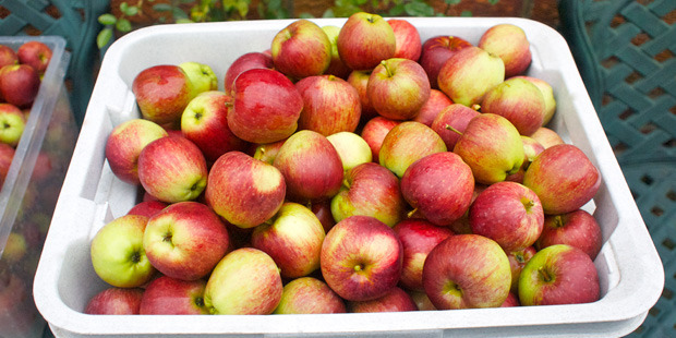 Scales' overall apple and pear exports were maintained at 3.55 million tray carton equivalents. Photo / File