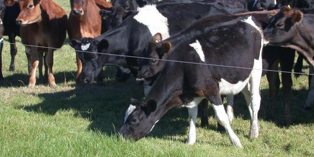 25 properties have now tested positive for cattle disease Mycoplasma bovis. Photo / File
