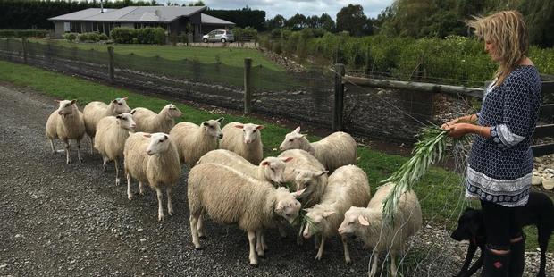 Jag the dog enjoys helping Rachel Foster with feeding her Finn sheep. Photo / David Hill