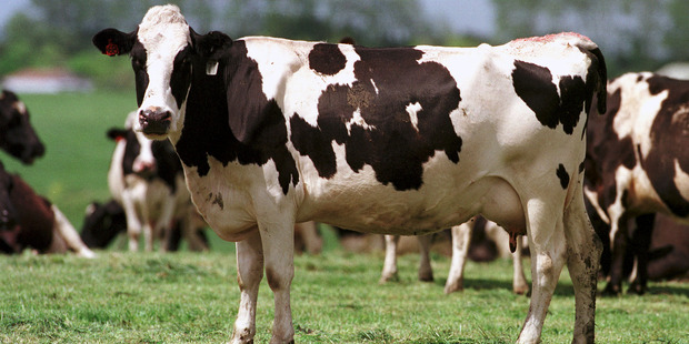 A new national plan would remove farming intensity - blamed for driving pollution in rural waterways - as a "permitted activity", while setting new nutrient levels. Photo / File
