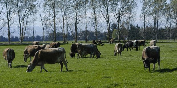 Photo supplied to the NZ Herald by Dairy NZ