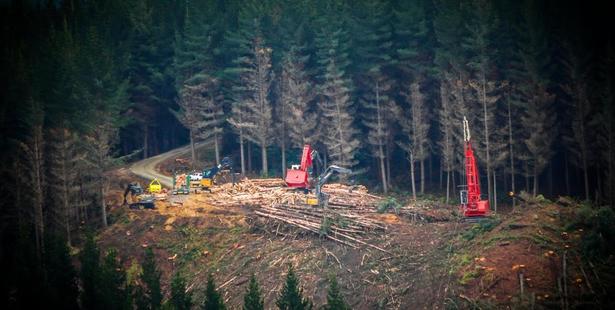 Contractors at work on DCC-owned City Forests' plantation near Dunedin. Photo / Ross Chambers