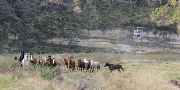 Helicopter mustering Kaimanawa horses at Waiouru Military Training Area. Photo/ Jo Mendonca