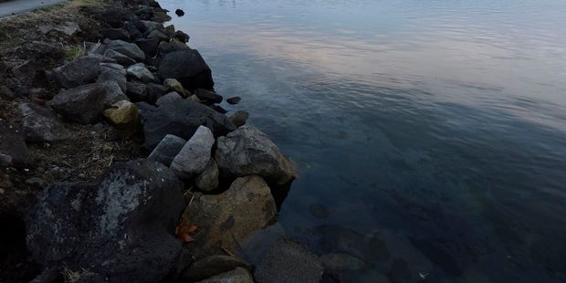Oil in the water near the Matapihi Rail Bridge. Photo / George Novak