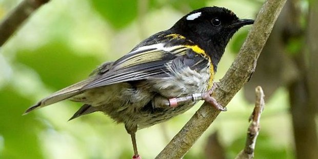 A male hihi/stitchbird - one of the nine birds that are now locally extinct in Hawke's Bay.