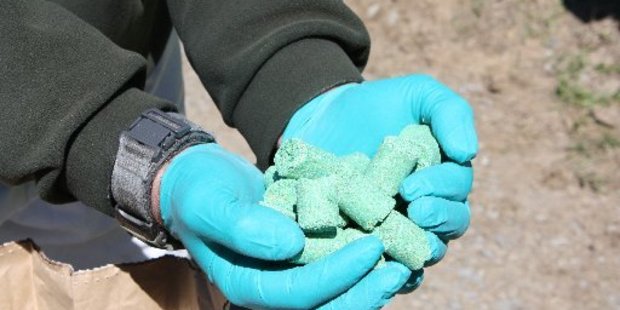 There is a growing protest in the Far North regarding use of 1080 poison. Photo / File
