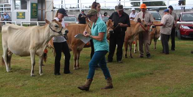 Judging gets under way at the Taranaki Purebred Jerseys 30th Annual Show.