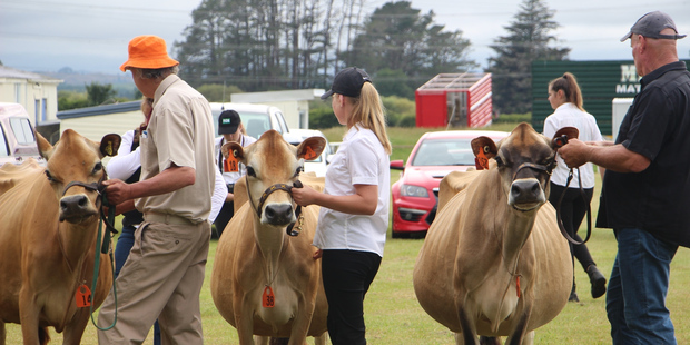 Some of the five-year-old cows judged during the Taranaki Purebred Jerseys 30th Annual Show.