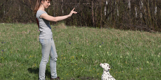 That's a good dog, but not all are, unfortunately. Photo/Getty
