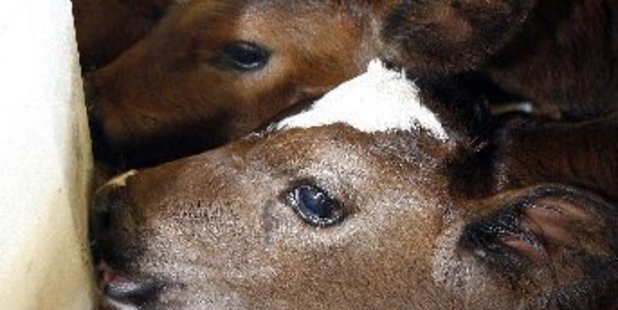 Colostrum is vital for newborn mammals.